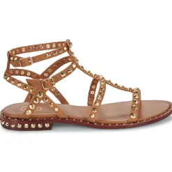 Ash - PRECIOUS Camel Sale