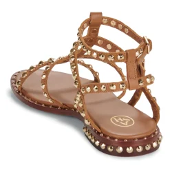 Ash - PRECIOUS Camel Sale