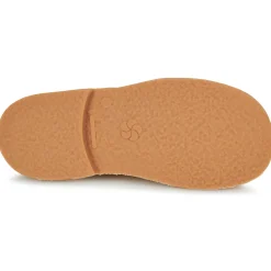 Aster - DINGO Jaune Best