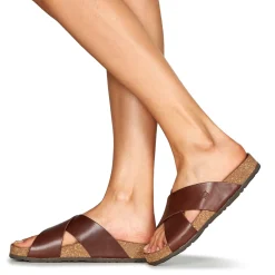 Dream in Green - AGAVE Marron Sale