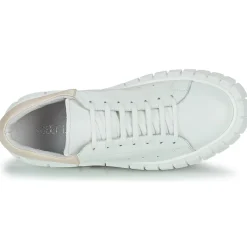 Discount Sweet Lemon - PLANTO