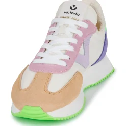 Victoria - COSMOS SERRAJE MULTICOLOR